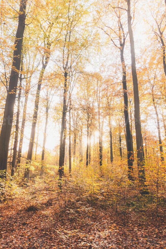 bunt Herbst Wald im das Brabantse wouden National Park. Farbe während Oktober und November im das Belgier Landschaft. das Vielfalt von atemberaubend Natur foto