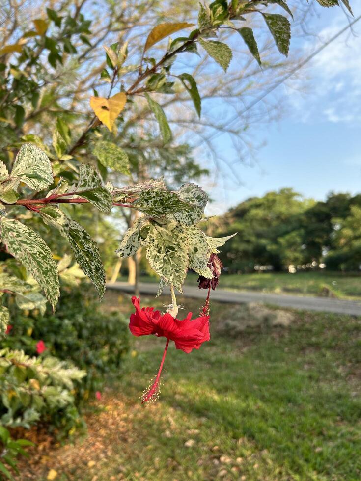 hell rot Blume inmitten Grün foto