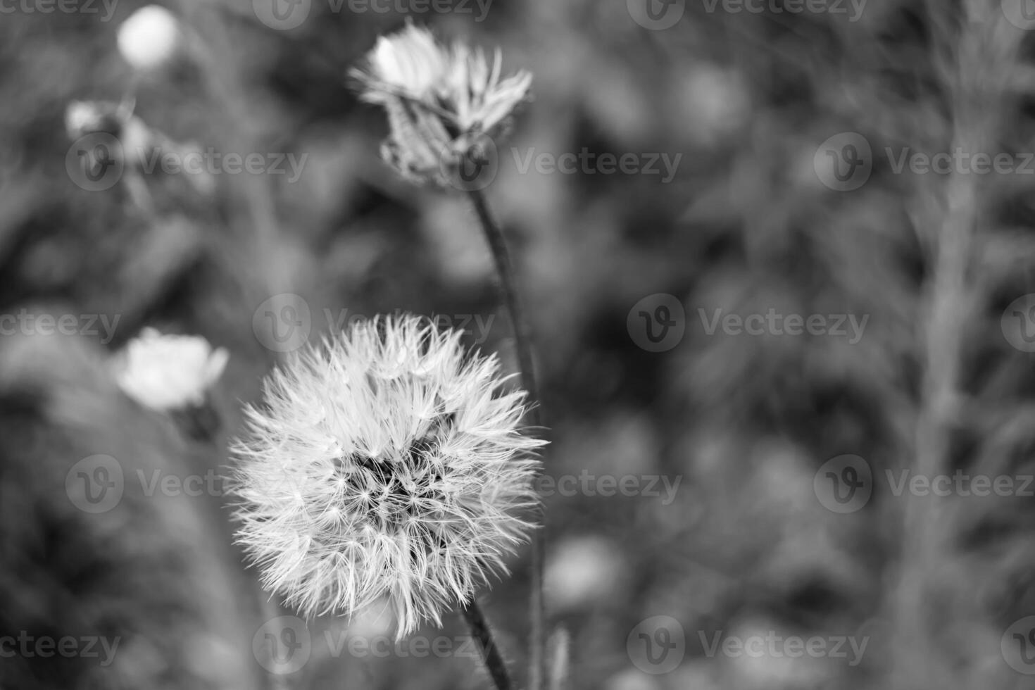 schöner wild wachsender Blumensamen-Löwenzahn auf der Hintergrundwiese foto