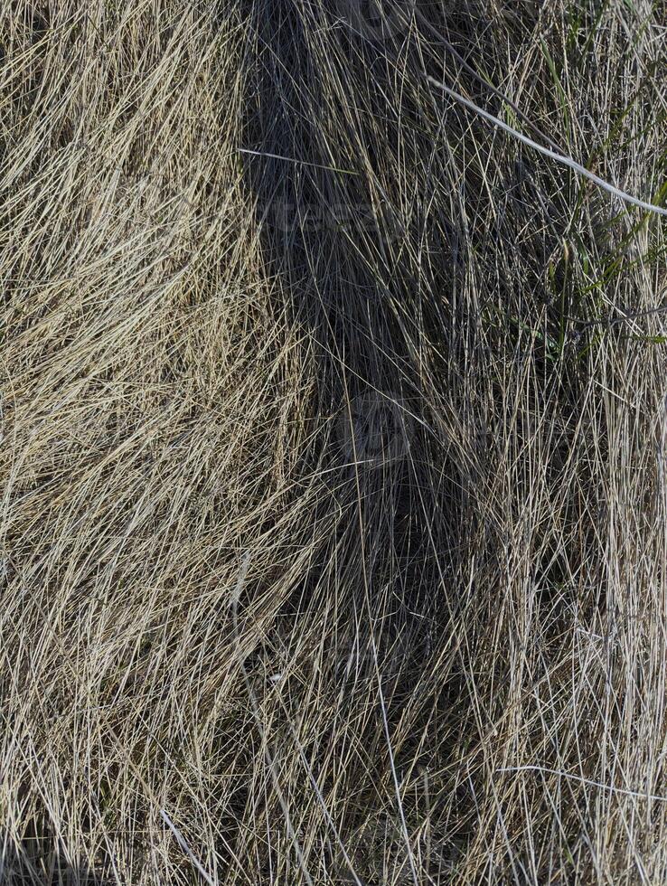 trocken Gras, Flora und Natur foto