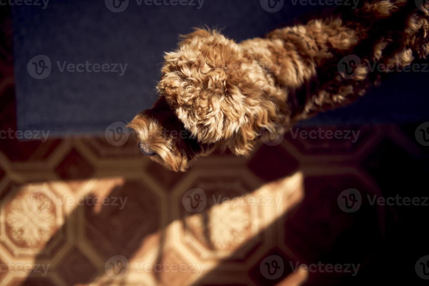 Cockapoo im das hell Licht von ein Frühling Tag, von über foto