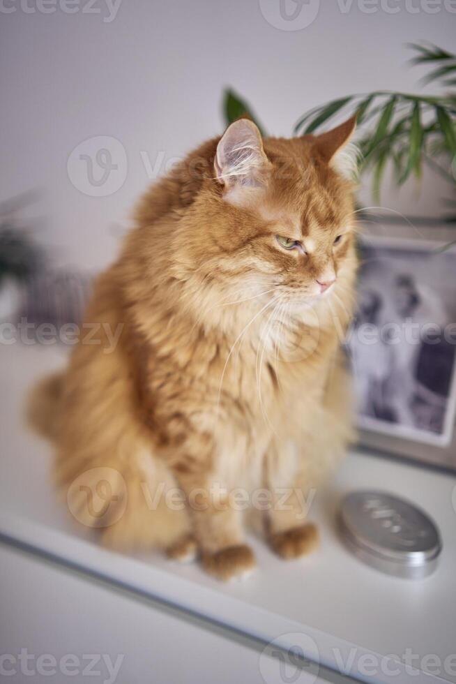 groß rot flauschige Katze ist Sitzung auf das Truhe von Schubladen foto