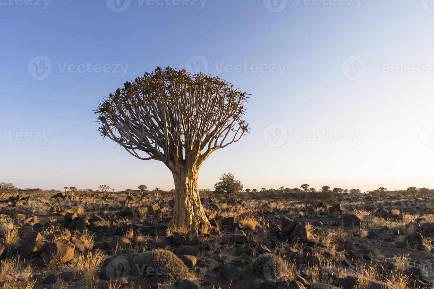 groß Köcher Baum im felsig trocken Land foto