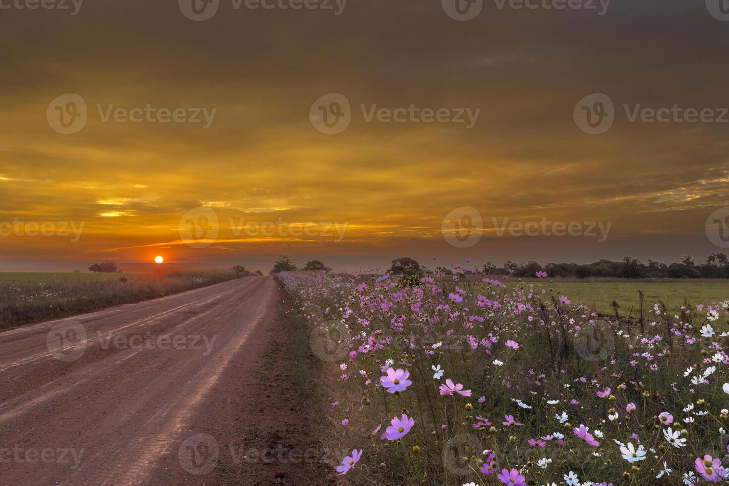 Kosmos Blumen Nächster zu das Straße beim Sonnenuntergang foto