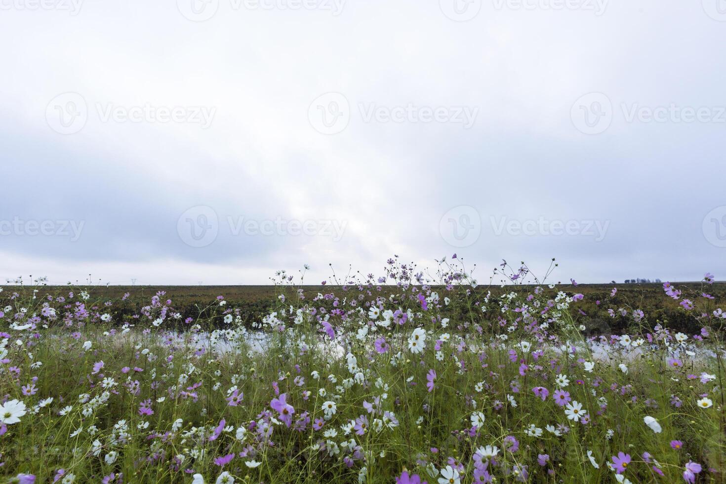 weiße und rosa Kosmosblumen foto