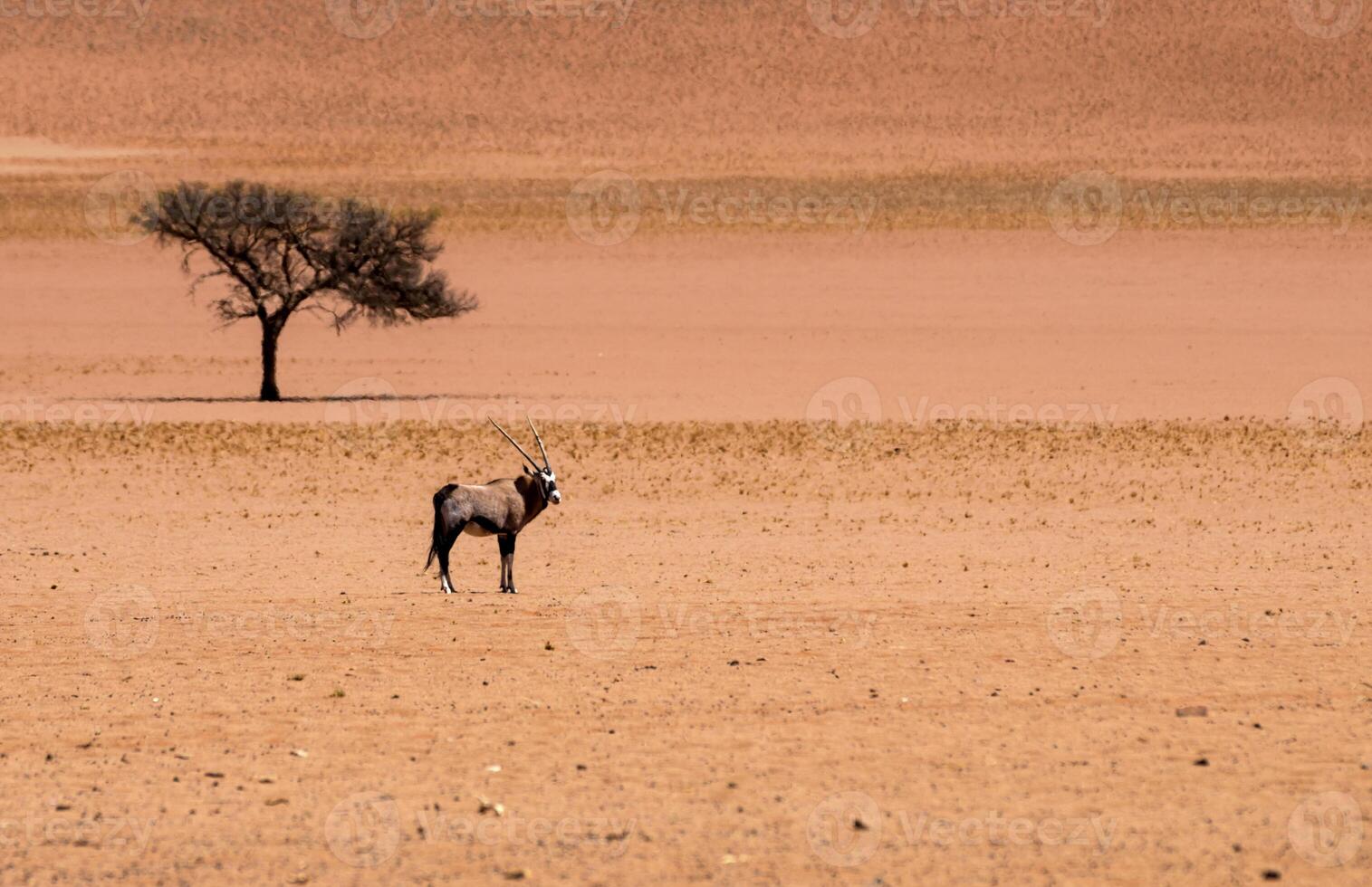 einsam Oryx und einsam Baum im das Wüste foto