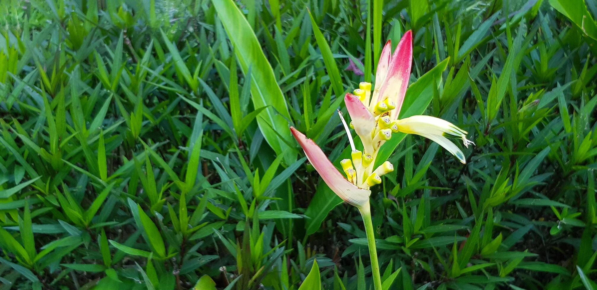 schön Orchidee oder rot und Weiß Blume Blühen mit Grün Blätter Muster Hintergrund. Blumen- oder Flora und natürlich Hintergrund. foto