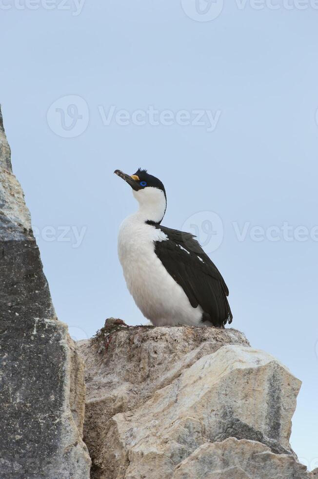 Kaiserliche Shag, früher blauäugig und König Kormoran, Phalacrocorax Atriceps, Paulet Insel, Erebus und Terror Golf, Antarktis Halbinsel foto