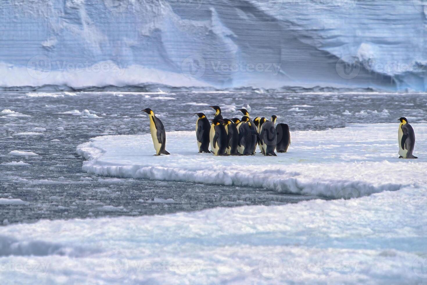 Kaiser Pinguine, Aptenodyten Forsteri, Tauchen im das Wasser in der Nähe von das Deutsche Neumayer Antarktis Bahnhof, atka Bucht, weddell Meer, Antarktis foto