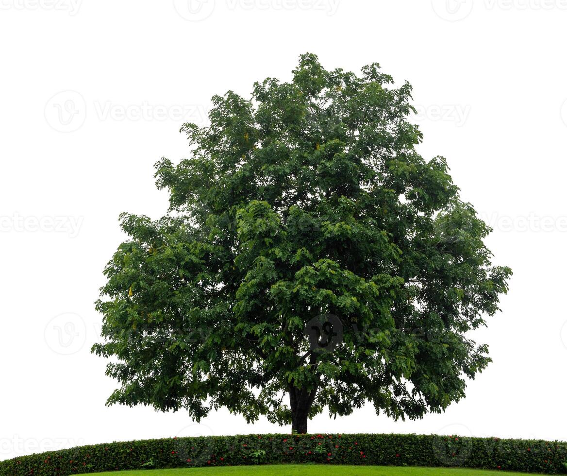 Single Baum auf Gras Hügel isolieren Weiß Hintergrund mit Cliping Pfad und Alpha Kanal. foto