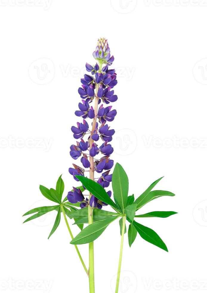 lila Lupine isoliert auf Weiß Hintergrund. Lupine Sommer- Wildblume Knospe. lila wild Blume foto