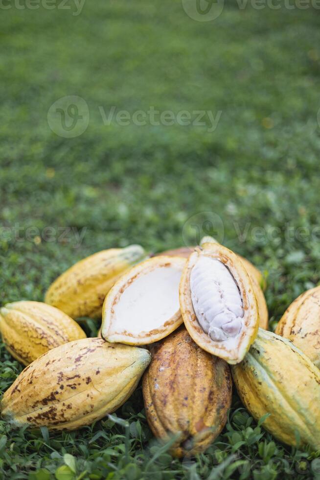 Stapel von Kakao Obst Schoten auf Gras foto