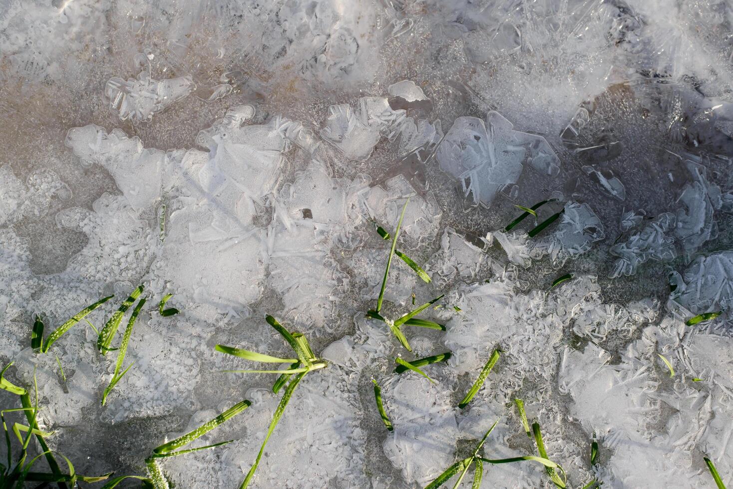 Grün Gras im Eis, gefroren Strom. Morgen Fröste. Winter Hintergrund, Kopieren Raum. foto