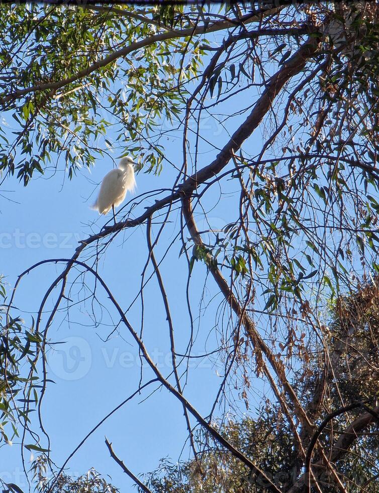 Weiß Reiher verbreitet Reiher mit thront auf ein Baum. foto