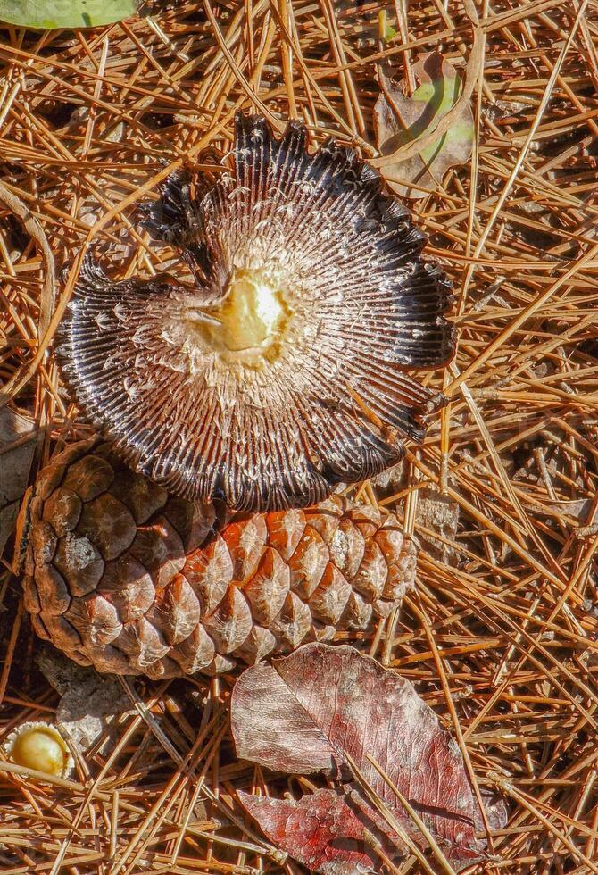 Pilz und ein Kiefer Kegel unter trocken gefallen Nadeln und Blätter im das Wald. foto