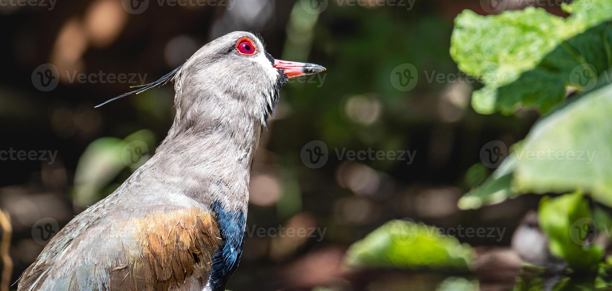 schließen oben Foto von vanellus chilensis. Wer ist suchen hoch.