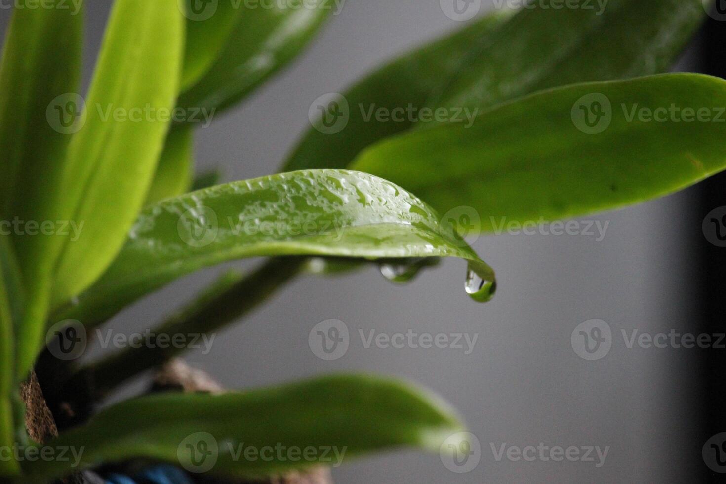 schließen oben von Grün Orchidee Blätter mit ein verschwommen Hintergrund foto