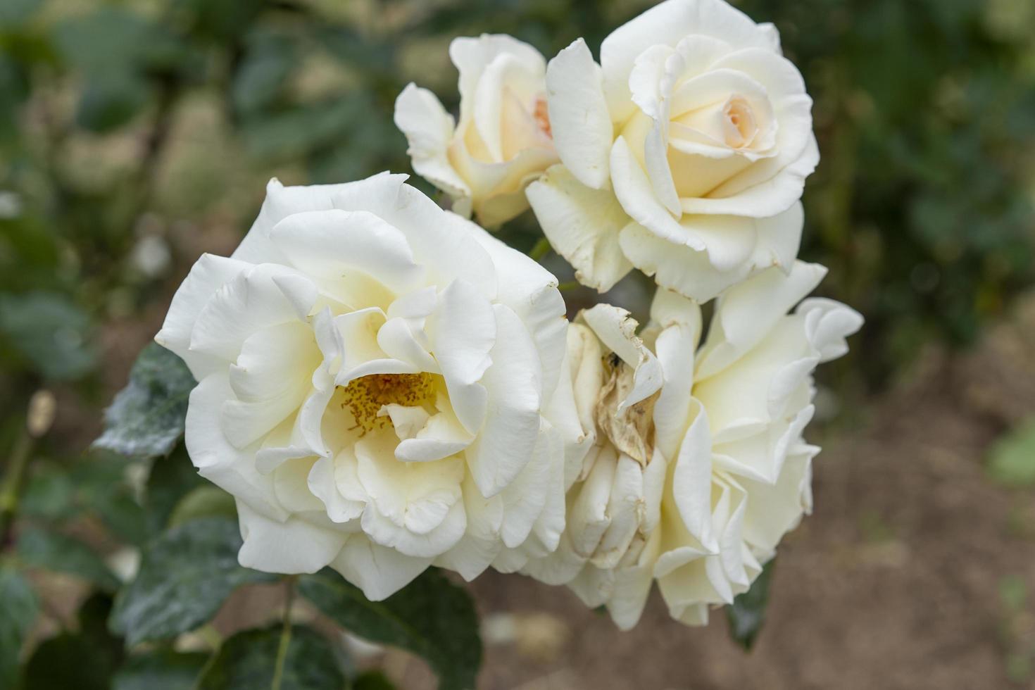 natürlicher Hintergrund mit weißen Rosen foto