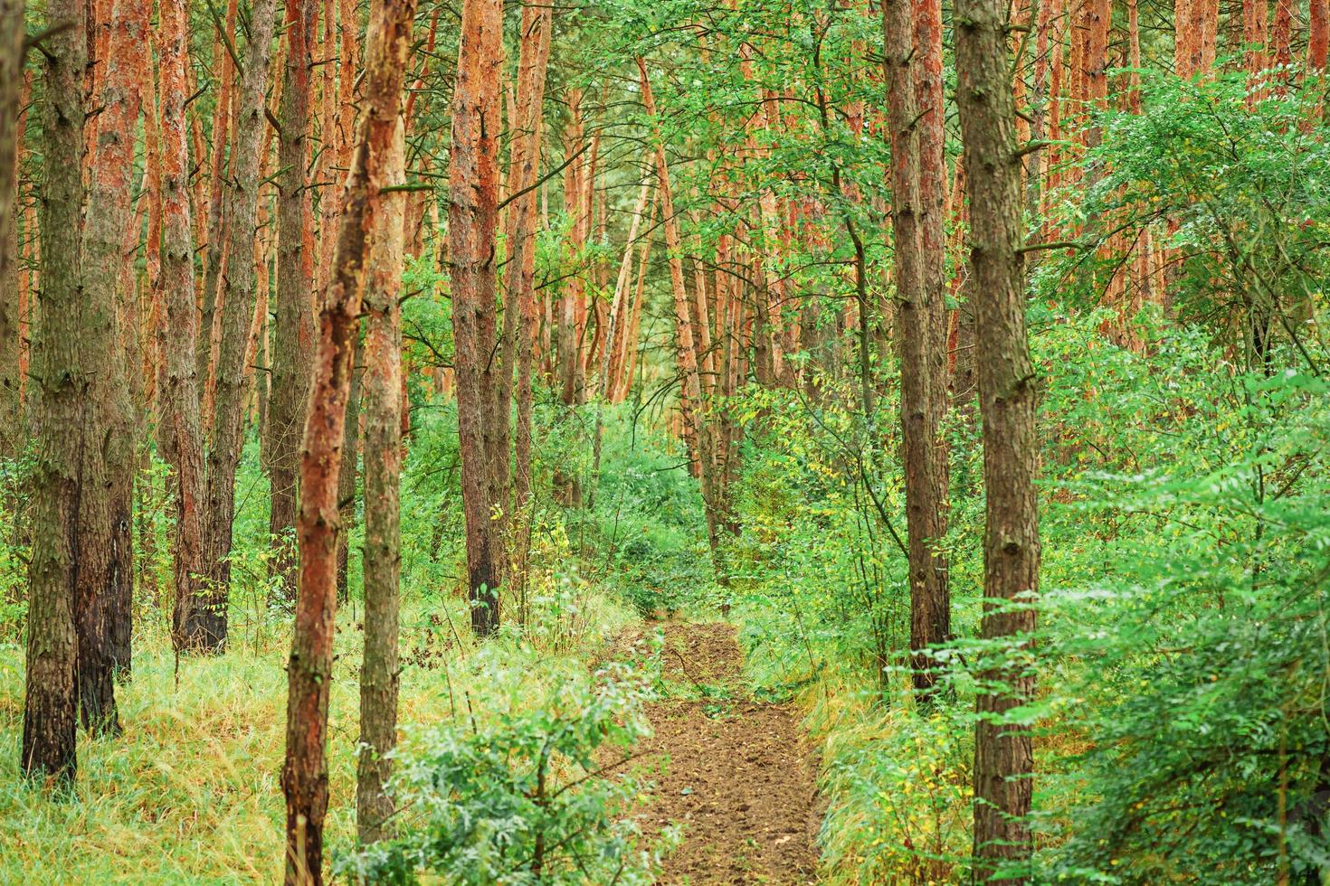 grüner Wald im Sommer. Kiefern und grüne Büsche, Natur. foto