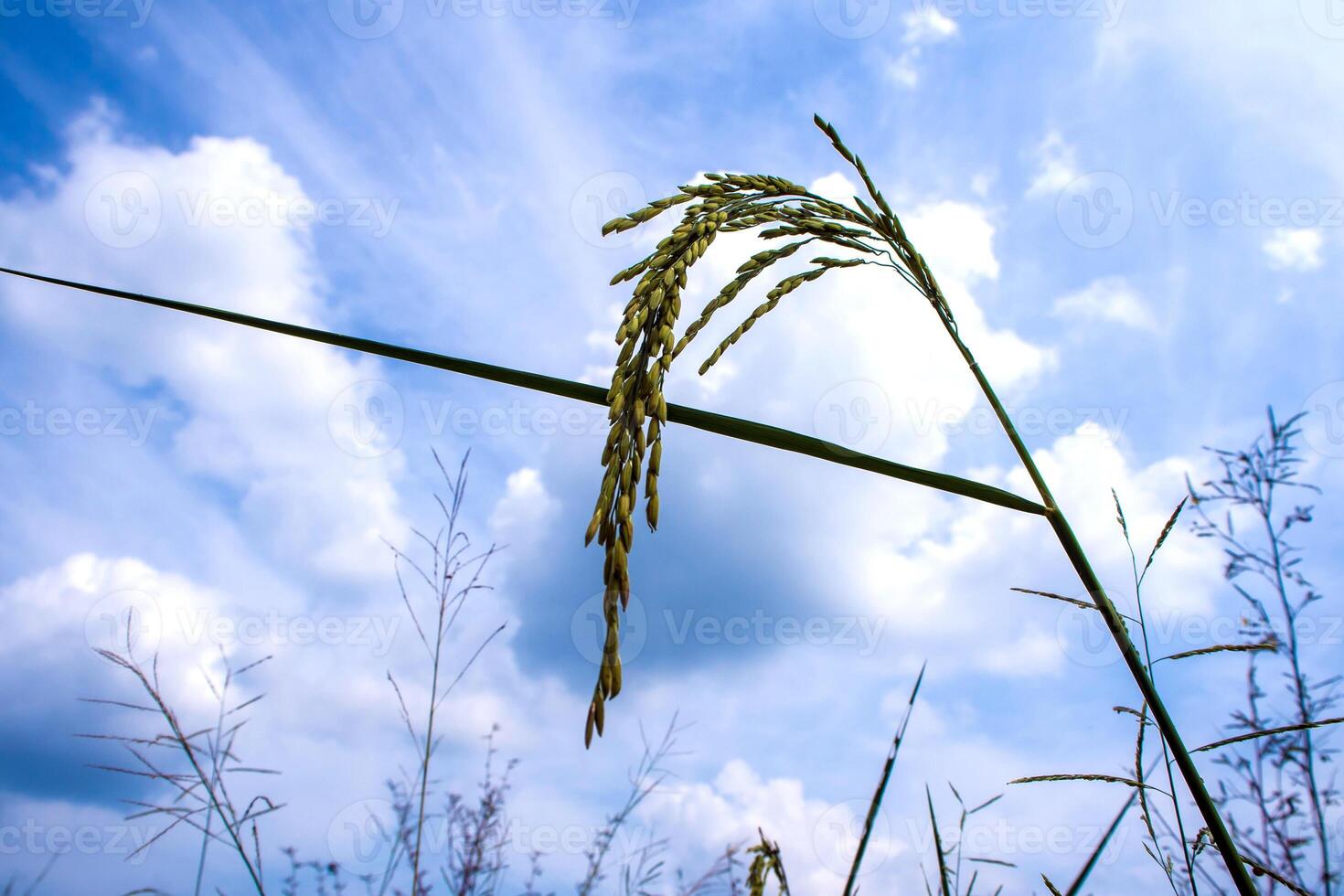 das Ohr von Paddy im das Gras Feld foto