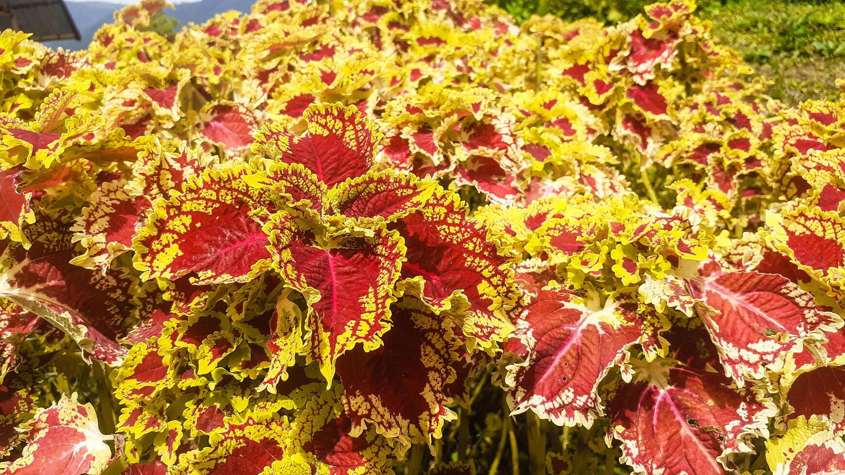 schließen oben von rot und Gelb Blatt Coleus Pflanzen im das Garten foto