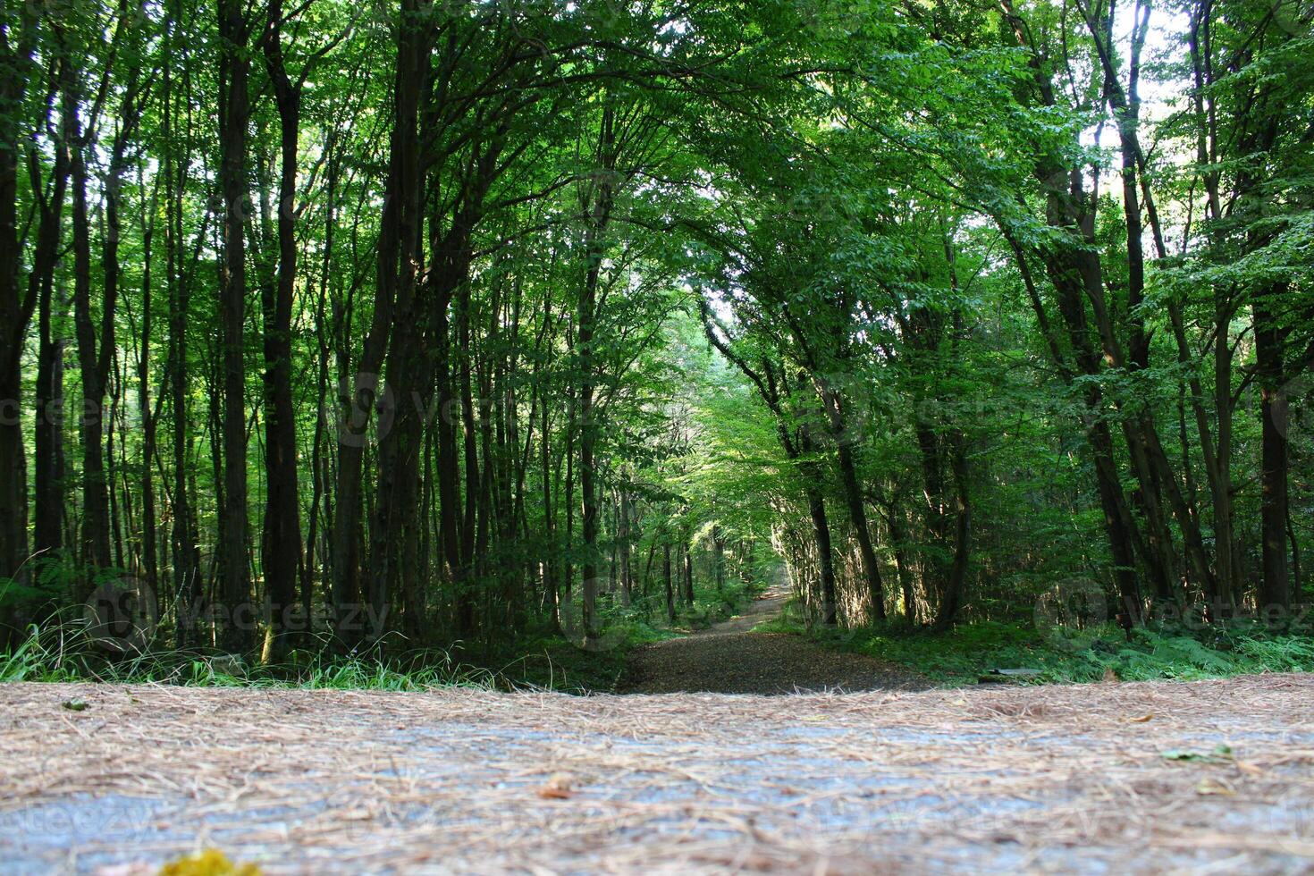 Istanbul Belgrad Wald. Schmutz Straße zwischen Kiefer Bäume. endemisch Kiefer Bäume foto