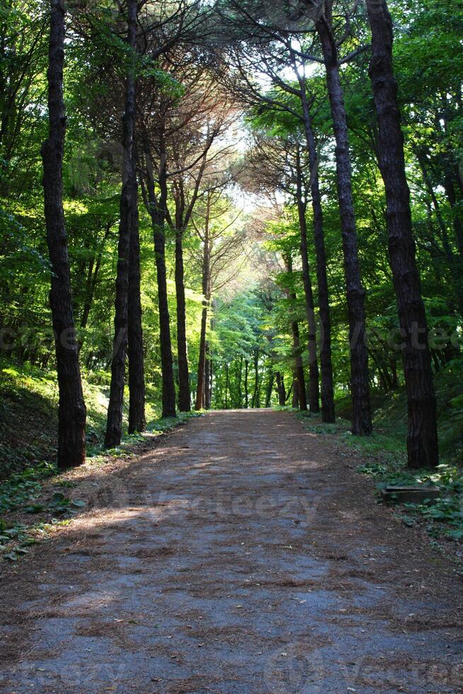 Istanbul Belgrad Wald. Schmutz Straße zwischen Kiefer Bäume. endemisch Kiefer Bäume foto