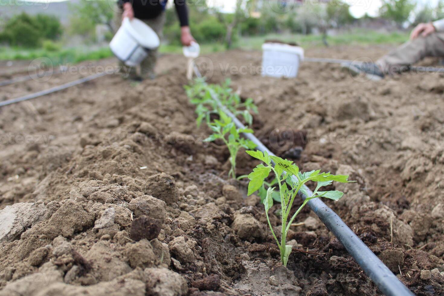 ein Frau ist Pflanzen ein Tomate Pflanze im ein Feld. Destillation System im Landwirtschaft foto