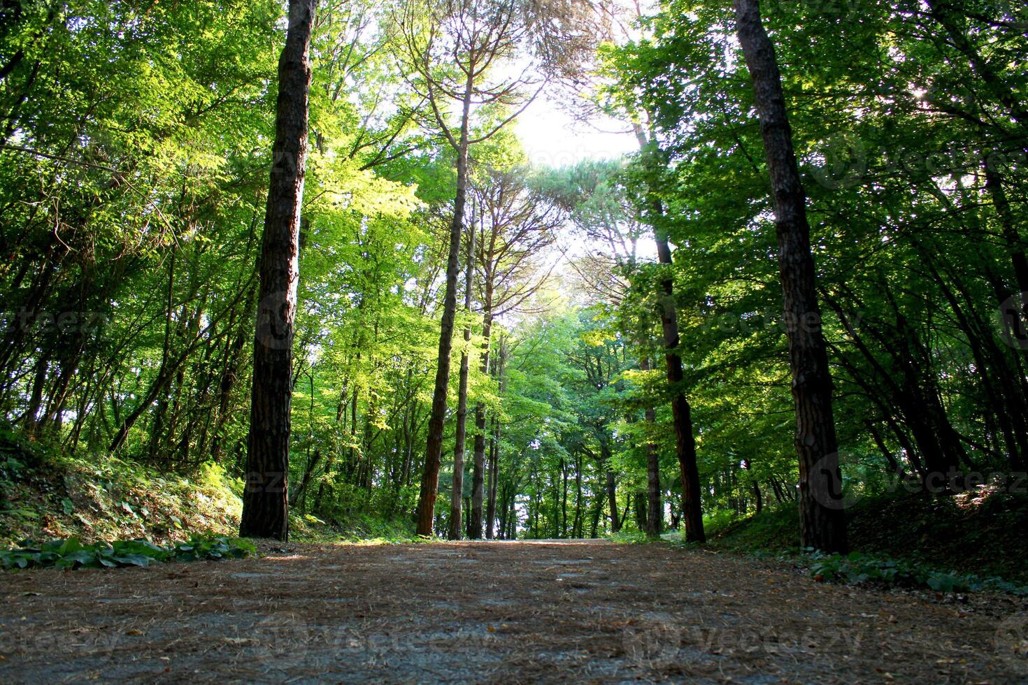 Istanbul Belgrad Wald. Schmutz Straße zwischen Kiefer Bäume. endemisch Kiefer Bäume foto