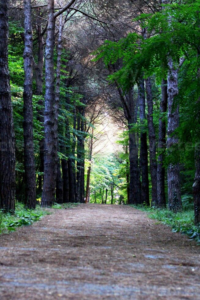 Istanbul Belgrad Wald. Schmutz Straße zwischen Kiefer Bäume. endemisch Kiefer Bäume foto