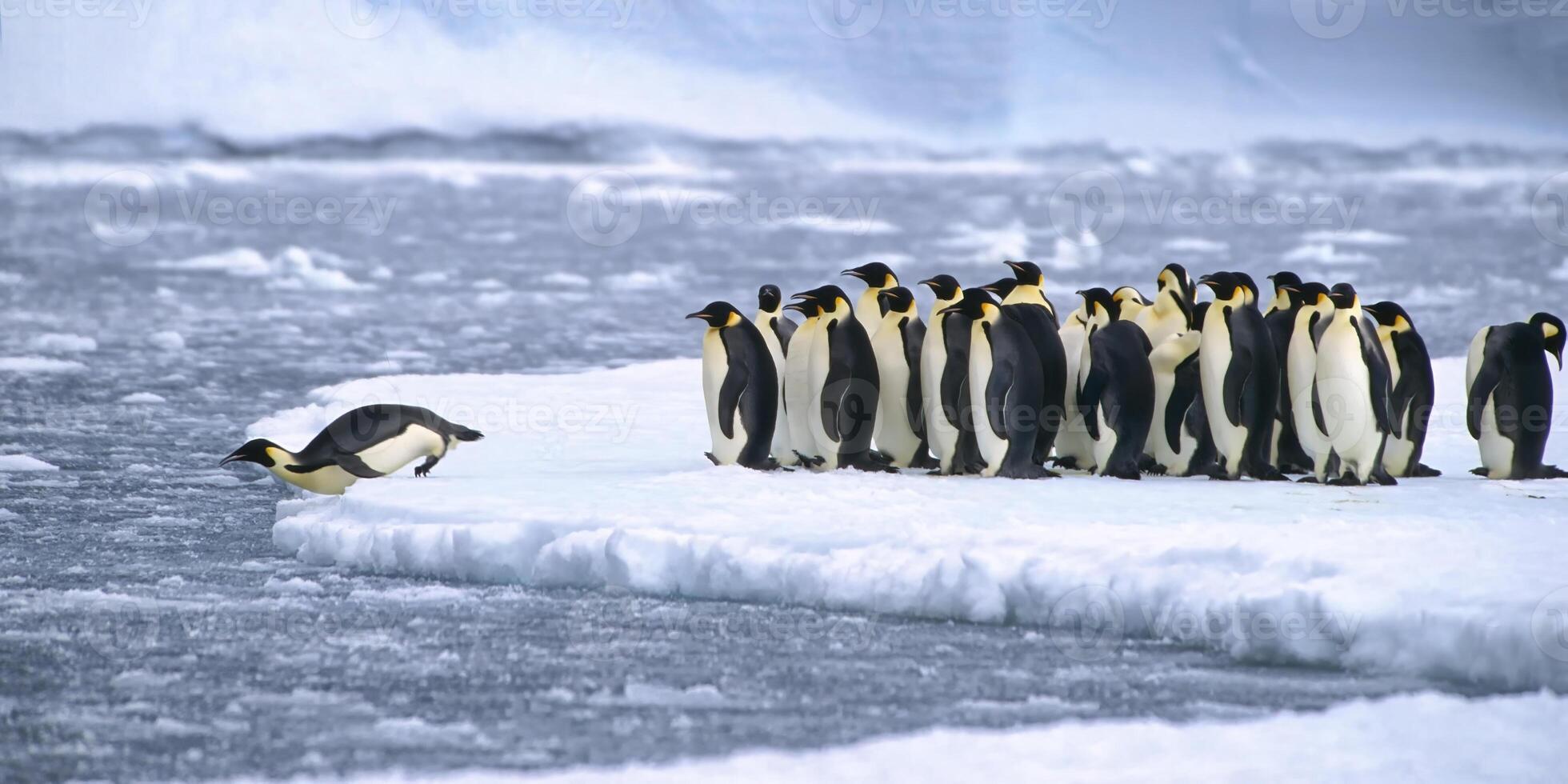 Kaiser Pinguine, Aptenodyten Forsteri, Tauchen im das Wasser in der Nähe von das Deutsche Neumayer Antarktis Bahnhof, atka Bucht, weddell Meer, Antarktis foto