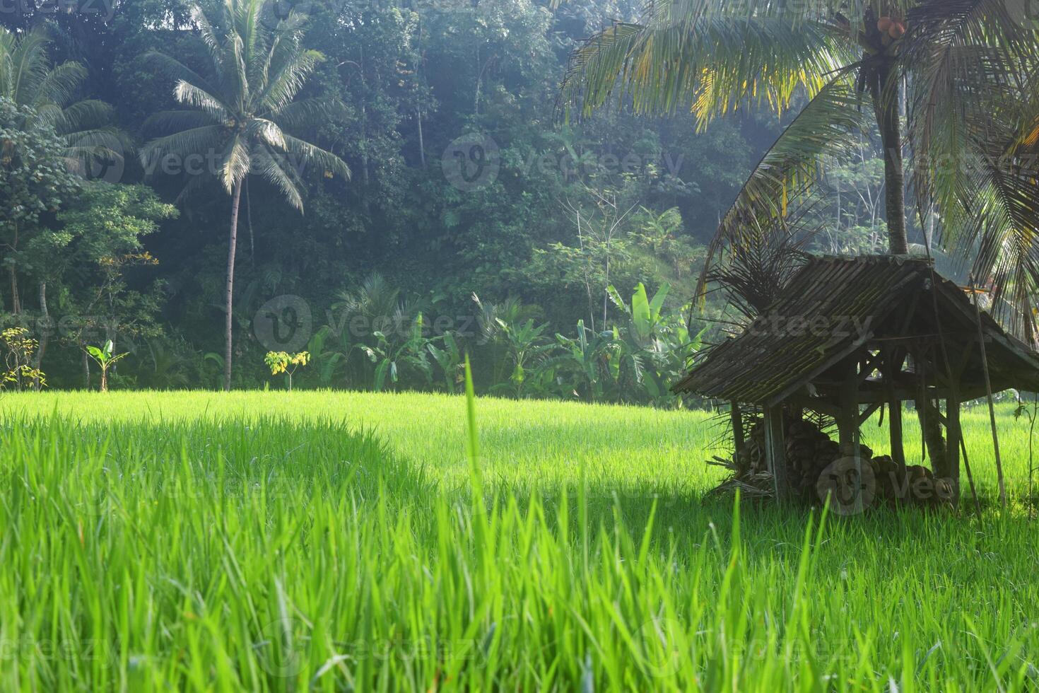 ein klein Hütte im das Mitte von Reis Felder im das Dorf von tasikmalaya foto