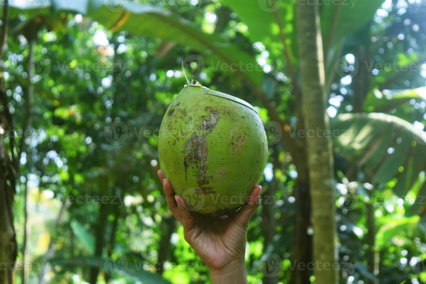 ein Person Hand zeigt an ein jung Grün Kokosnuss foto