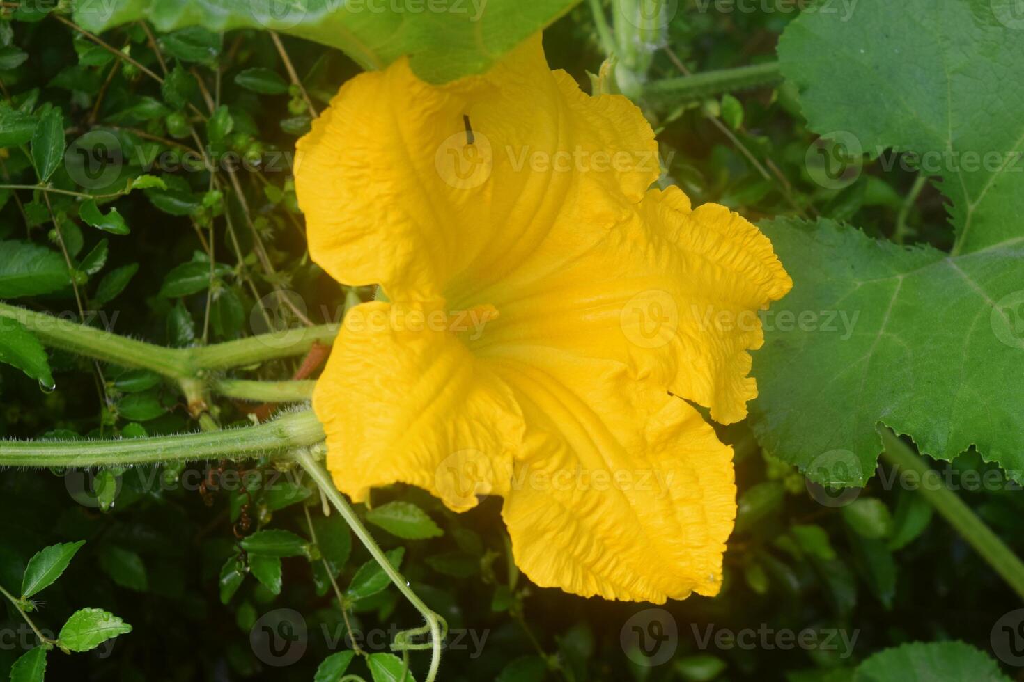 ein schön Kürbis Blume wächst foto