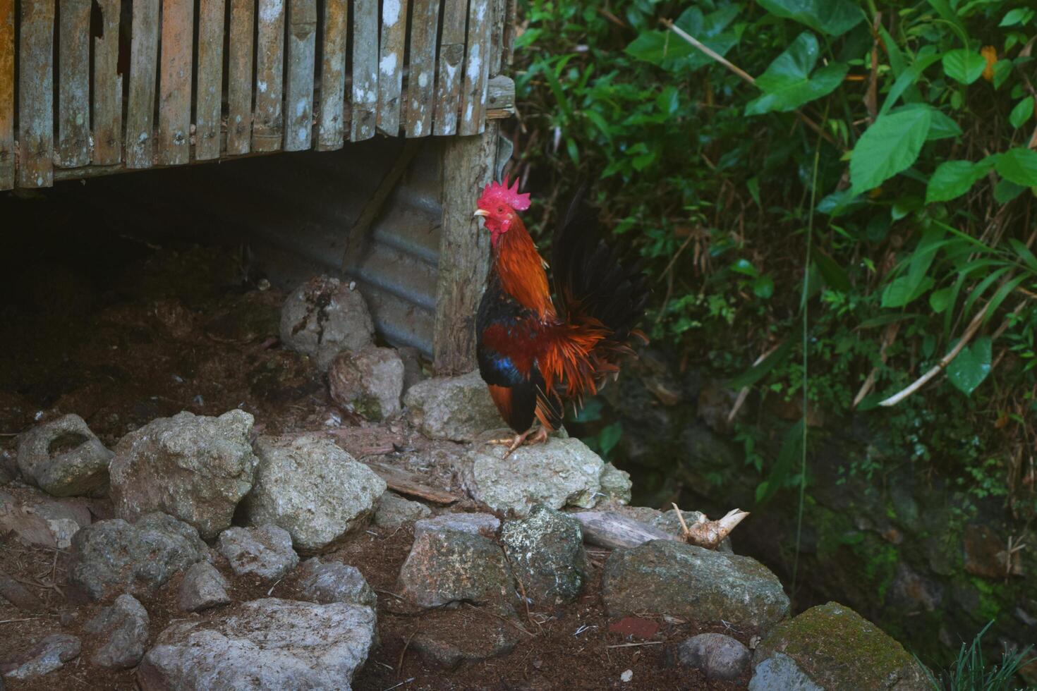 das männlich Zwerg Hähnchen im Dörfer von tasikmalaya foto