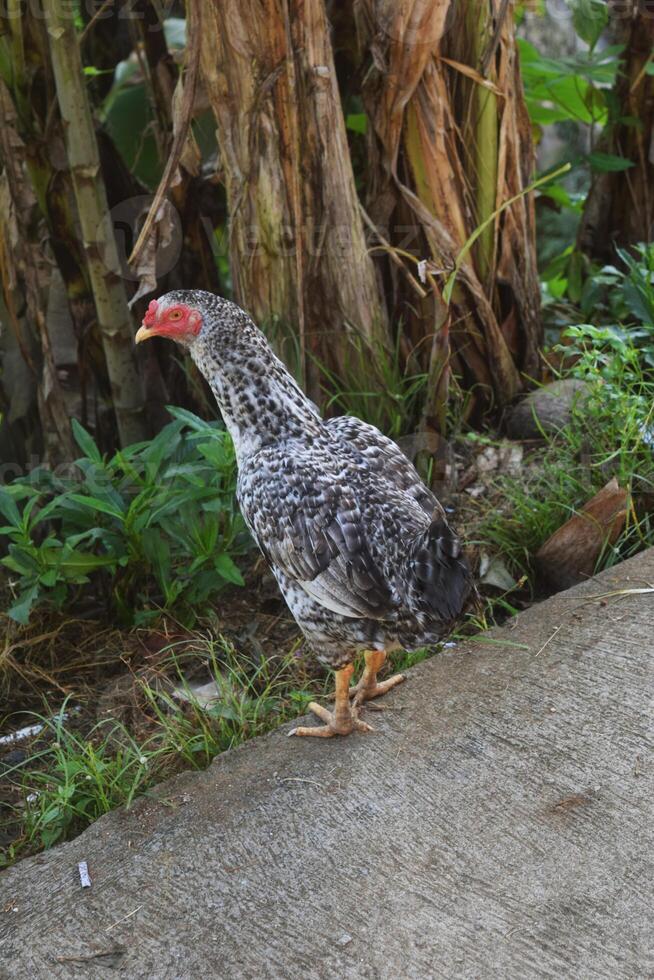 ein Hähnchen war suchen zum Essen im ein klein Dorf foto