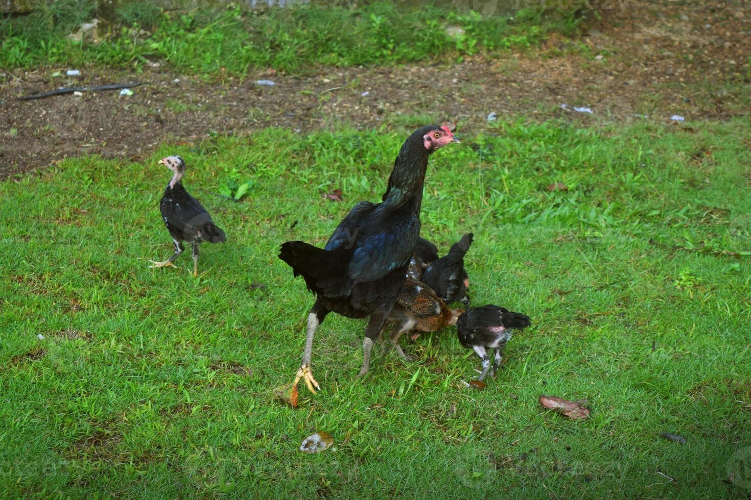 schwarz einheimisch Hühner sind im einer von das Dörfer foto