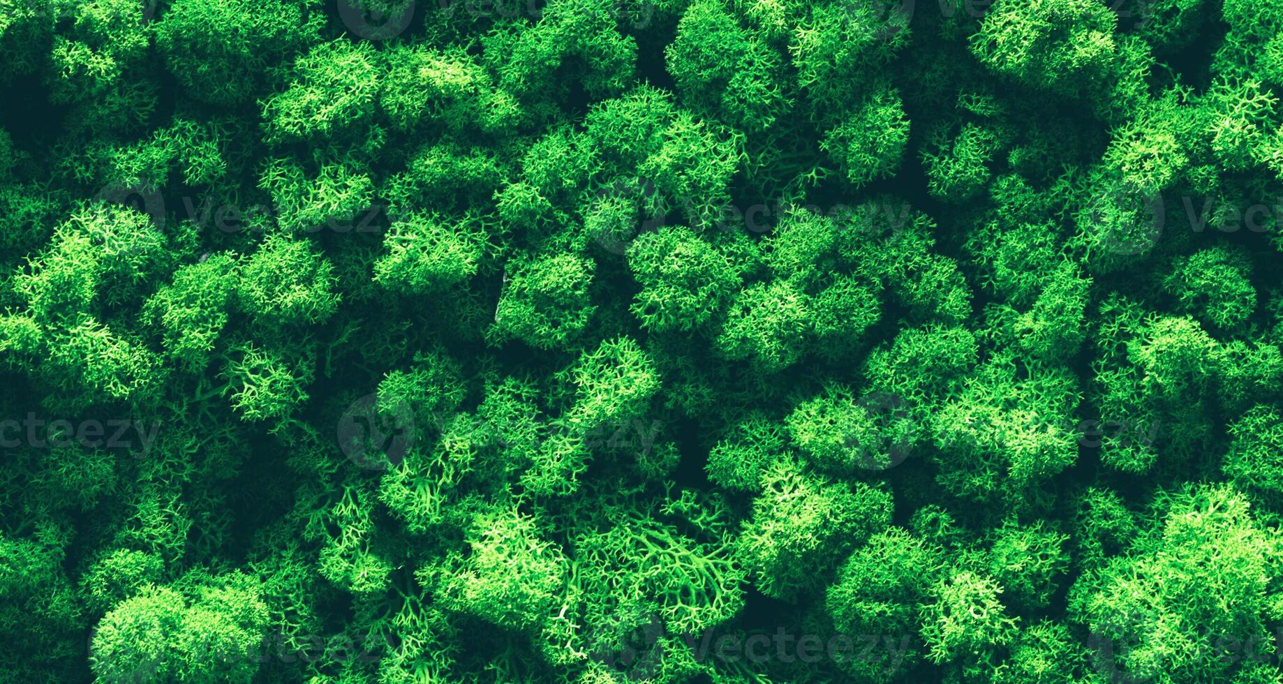 rentiermooswand, grüne wanddekoration cladonia rangiferina innenraummodell texturiert foto