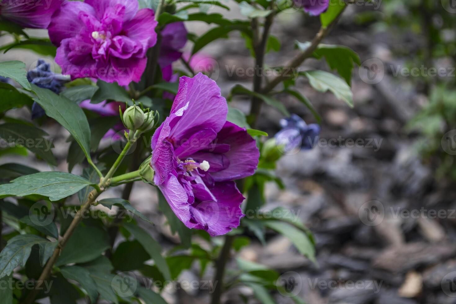 violett Blume Makro Schuss. foto