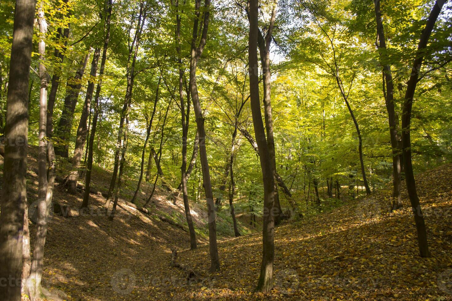 sonnig Herbst Landschaft beim Wald foto