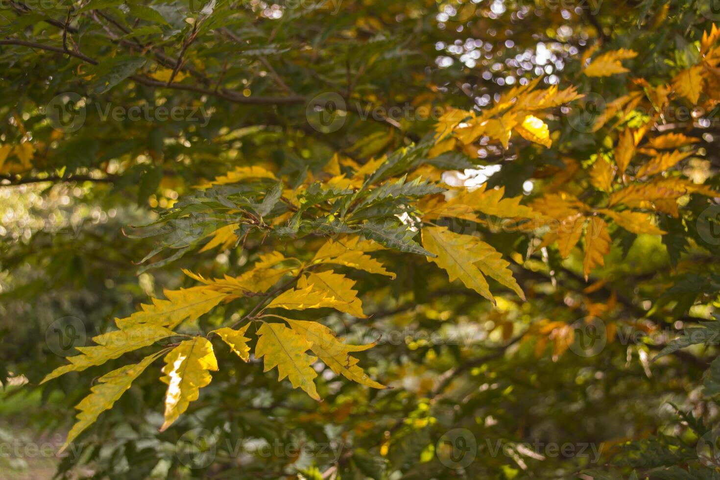 Herbst Blätter Hintergrund. foto