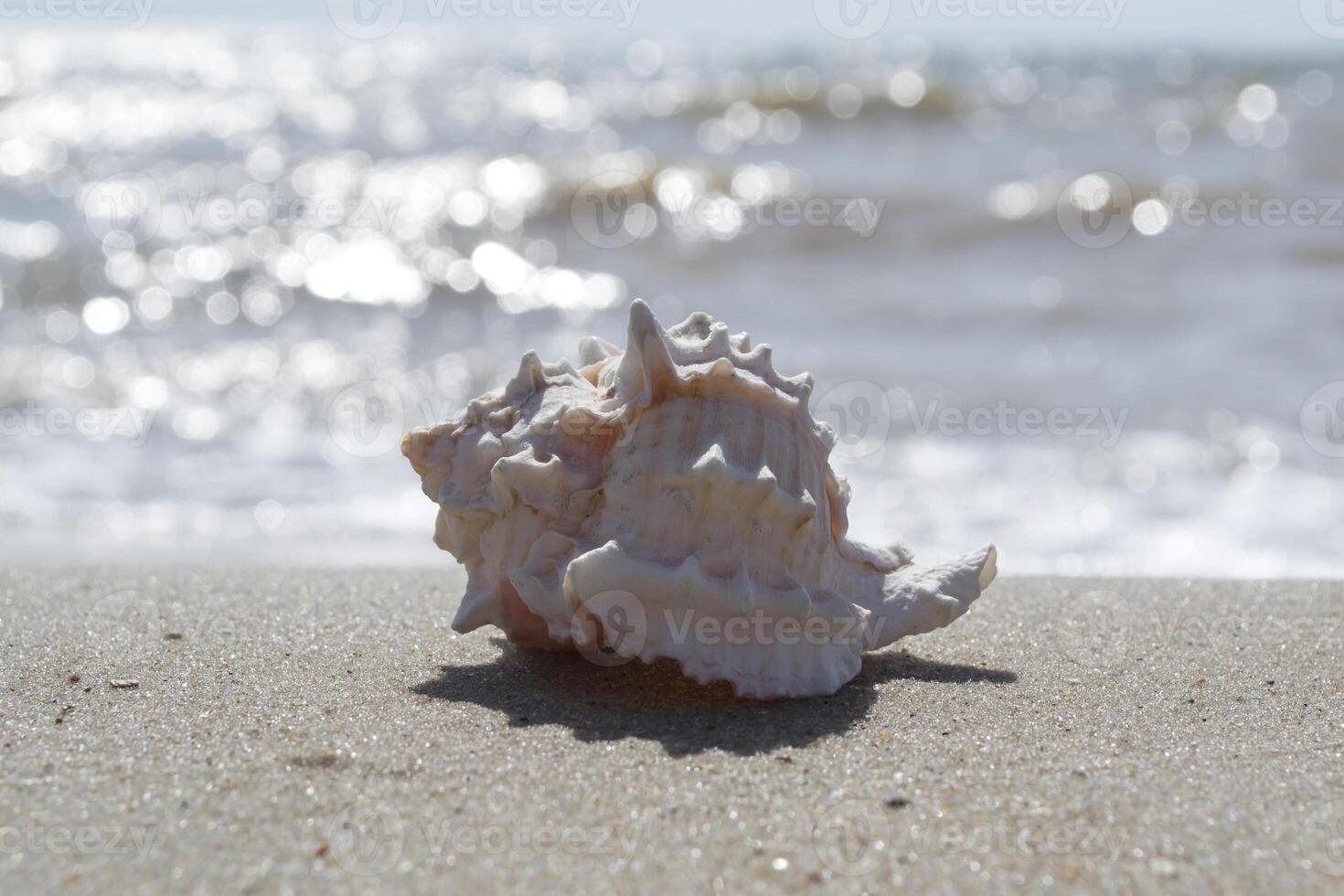 schön Muschel auf das Sand von das Strand. Weichtier Hülse. foto