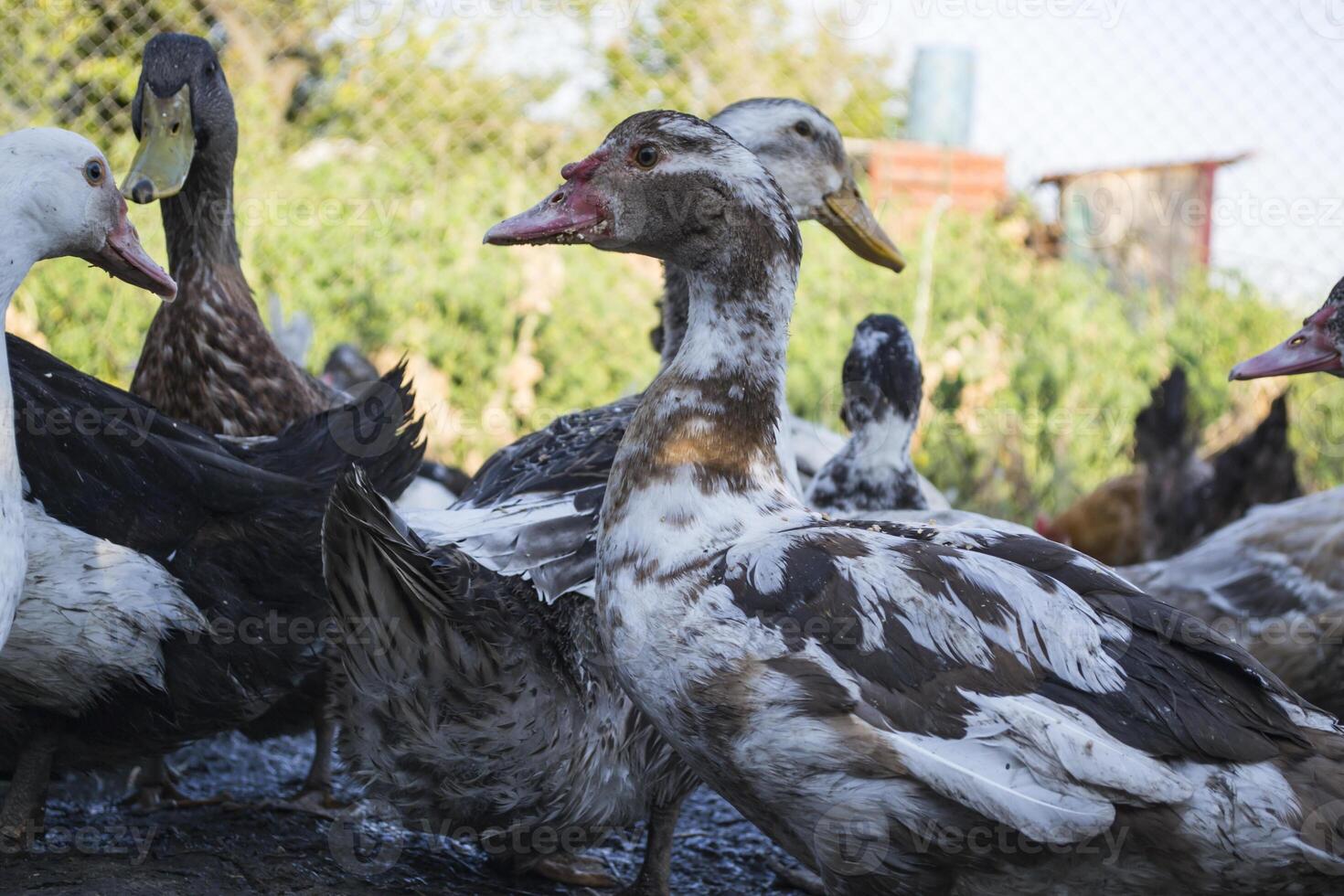 das Vögel Bauernhof. foto