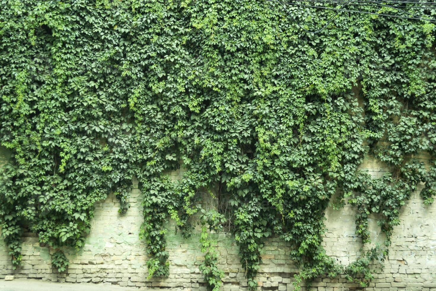 retro Mauer bedeckt durch wild Trauben. foto