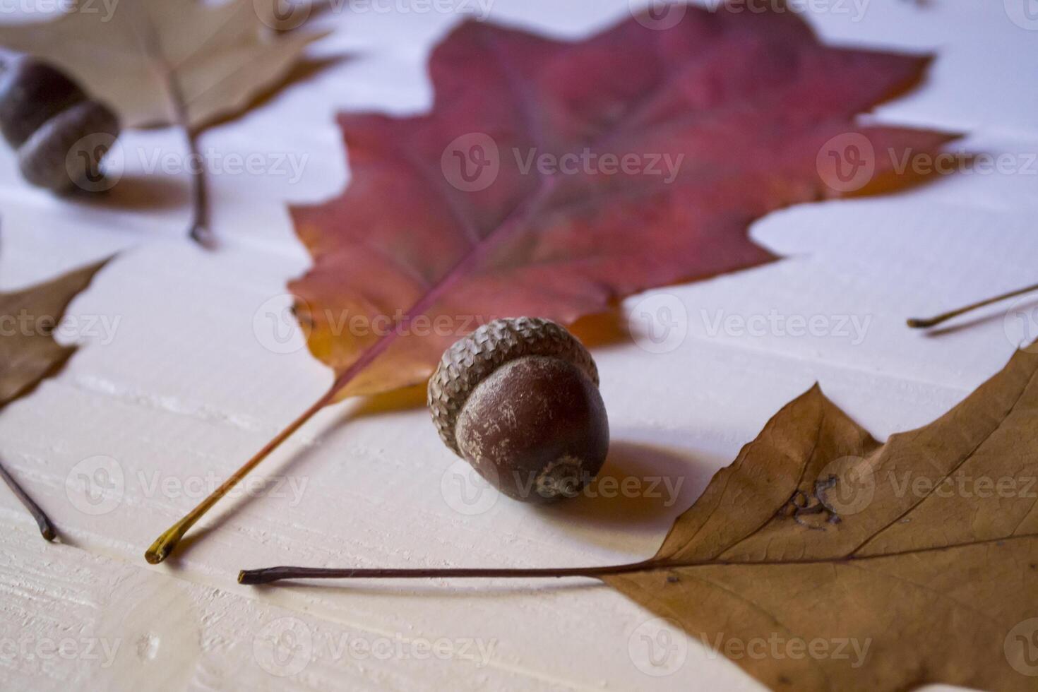 Herbst Blätter auf ein Weiß hölzern Hintergrund. hell Muster. foto