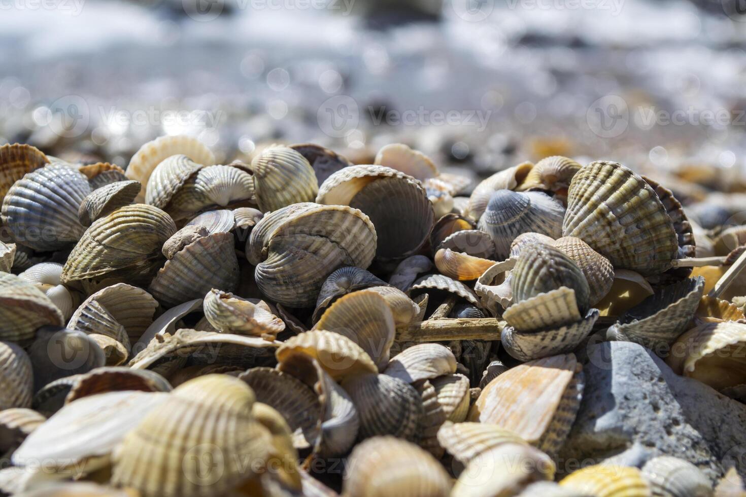 das Muscheln auf das Sand von das Küste. schließen hoch. foto