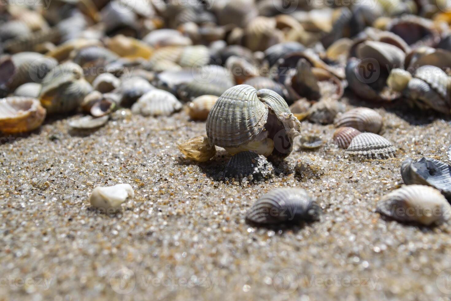 das Muscheln auf das Sand von das Küste. schließen hoch. foto