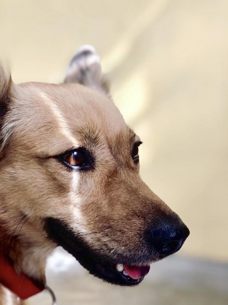 Porträt des braunen Hundes foto