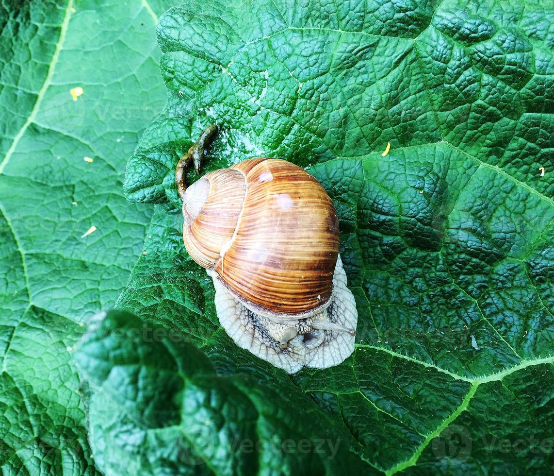 große Gartenschnecke im Gehäuse kriecht auf nasser Straße, beeil dich nach Hause foto