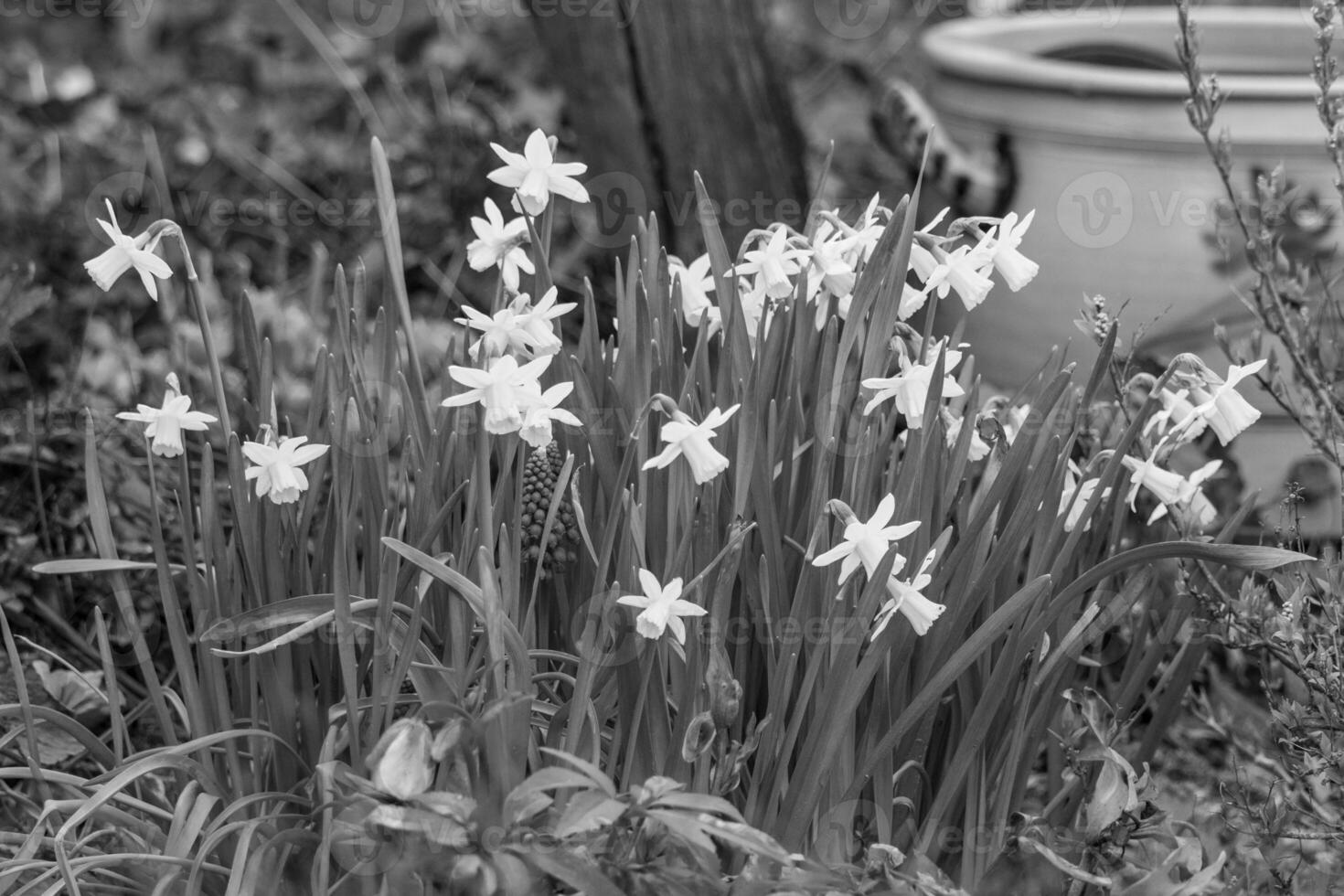 Frühlingszeit in Westfalen foto